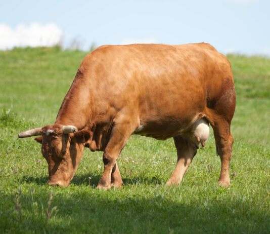 Gestión sostenible de superficies de forrajeras pastables y apoyo a los sistemas tradicionales de pastoreo trashumante