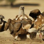 Los ganaderos pueden pedir hasta el 31 de enero el permiso para dejar cadáveres a especies necrófagas