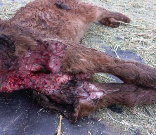 Los meloncillos vuelven a devorar terneros en la zona de Casafranca