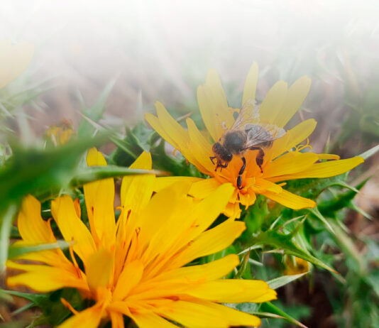La Asociación de Apicultores Salmantinos celebra la XII Jornada Apícola