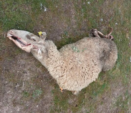 Los buitres vuelven a atacar contra el ganado vivo en la comarca Ledesma