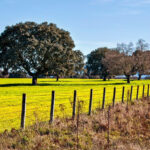 La Consejería de Agricultura, Ganadería y Desarrollo Rural publica el listado de la resolución de los titulares incorporados a las ayudas agroambientales que iniciaron compromisos en el año 2023