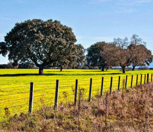 La Consejería de Agricultura, Ganadería y Desarrollo Rural publica el listado de la resolución de los titulares incorporados a las ayudas agroambientales que iniciaron compromisos en el año 2023