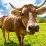 El 1 de marzo finaliza el plazo para actualizar el censo de animales