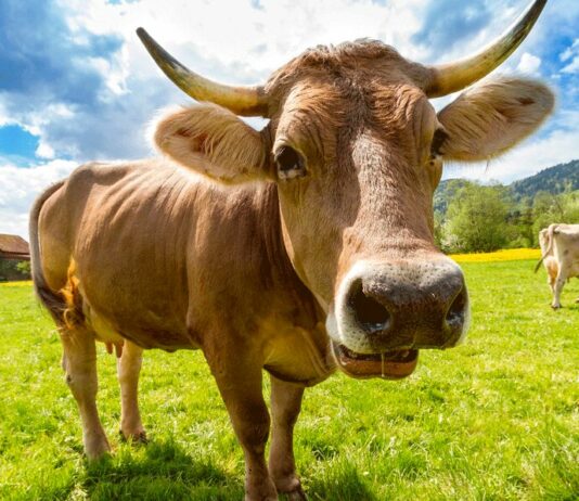 El 1 de marzo finaliza el plazo para actualizar el censo de animales