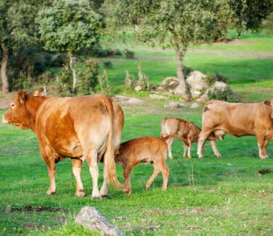 ASAJA Salamanca valora las propuestas de cambios de la PAC 2024 y pide flexibilidad ante los saneamientos ganaderos