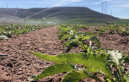 Ampliación hasta el viernes 19 de abril del seguro de remolacha con cobertura de no nascencia