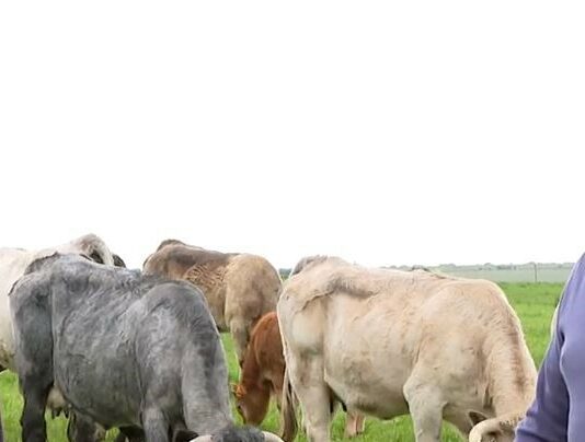 La Enfermedad Hemorrágica Epizoótica no se ha ido