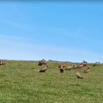 Muere una vaca por un ataque de buitres en Pedro Toro: “eran por lo menos 200”