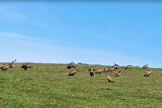 Muere una vaca por un ataque de buitres en Pedro Toro: “eran por lo menos 200”