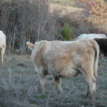 Levantada la zona de especial incidencia de tuberculosis bovina a cuatro unidades veterinarias de la provincia de Salamanca