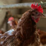 Convocadas las ayudas a la vacunación frente a salmonella en avicultura de puesta