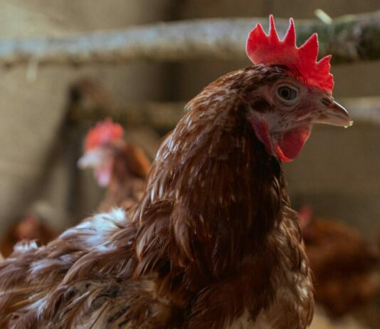 Convocadas las ayudas a la vacunación frente a salmonella en avicultura de puesta