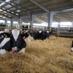 Castilla y León ya baja de las 700 granjas de vacuno de leche, tras perder 440 explotaciones desde 2018