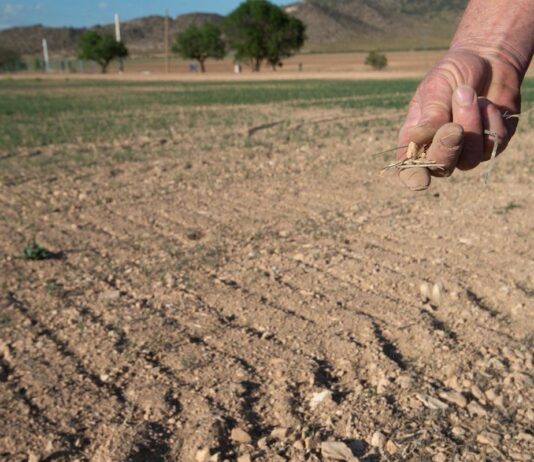 Nuevo pago de 1.430.000 euros de la ayuda extraordinaria a los sectores ganaderos de Castilla y León frente a la guerra de Ucrania y la sequía