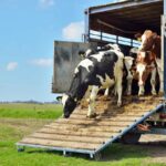 Nuevo curso sobre Bienestar Animal en el transporte de animales vivos