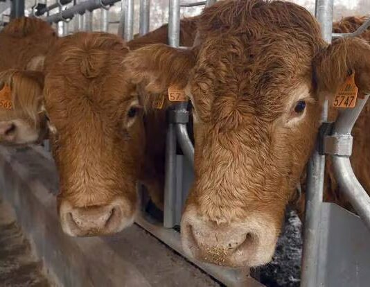 Medidas especiales por falta de suministro de vacunas para la lengua azul
