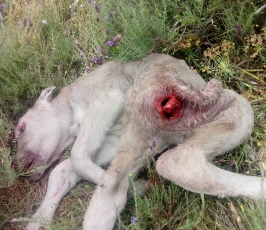 Un ataque de buitres acaba con la vida de un ternero en la comarca de Ciudad Rodrigo: “es una auténtica vergüenza lo que tenemos que vivir”.