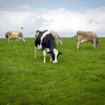 Publicados los importes definitivos de las ayudas asociadas a los agricultores y ganaderos 2023