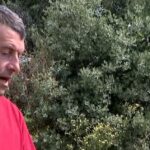 La producción de almendra, similar a la del año pasado-Campo salmantino, 17 de junio de 2024