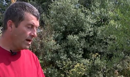 La producción de almendra, similar a la del año pasado-Campo salmantino, 17 de junio de 2024