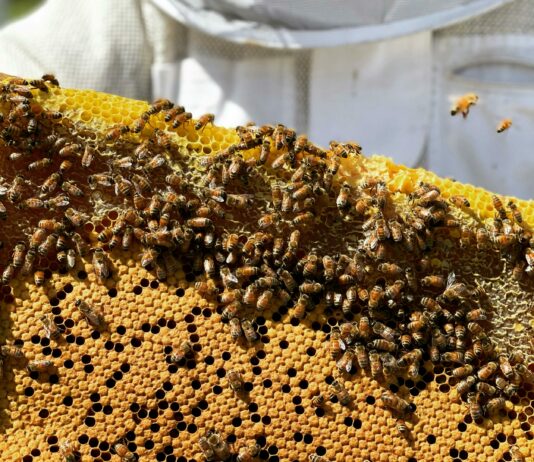 Ampliado hasta el 9 de julio el plazo de solicitud de las ayudas para el sector apícola 2024