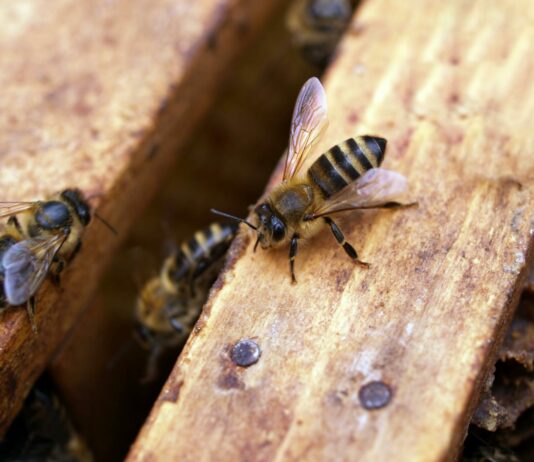 Convocadas las ayudas para el sector apícola 2024