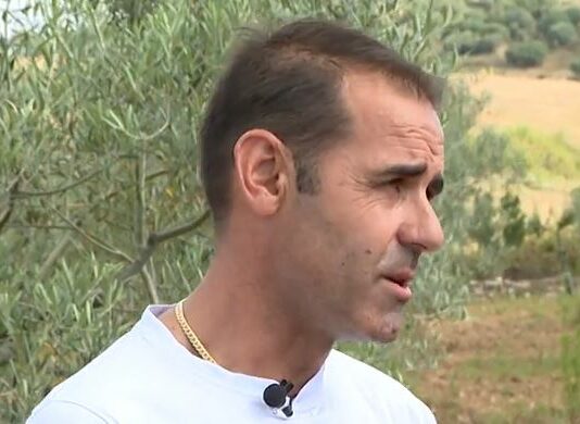 Los agricultores prevén una buena cosecha de aceite de oliva-Campo salmantino, 15 de julio de 2024