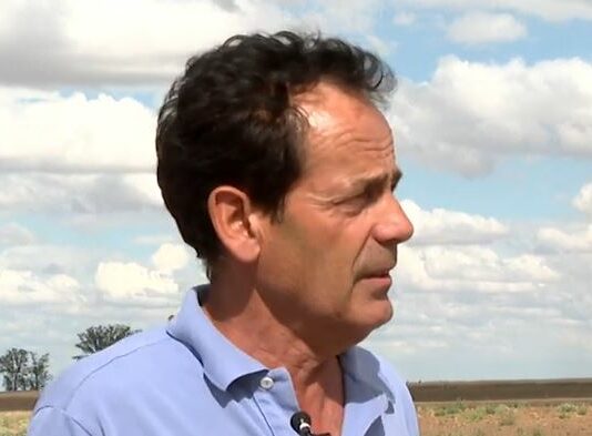 El girasol, afectado por un gusano llamado rosca- Campo salmantino, 01 de julio de 2024