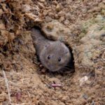 Topillo campesino: recomendaciones de manejo periodo estival 2024