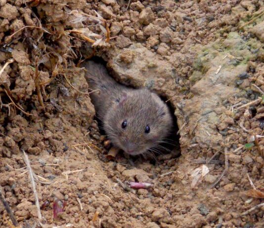 Topillo campesino: recomendaciones de manejo periodo estival 2024