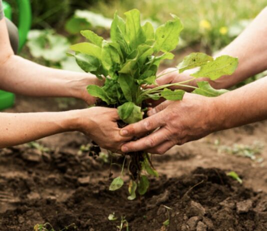 Próximo convocatoria de ayudas a proyectos productivos del Grupo de Acción Local Nordeste de Salamanca de Fondos Leader