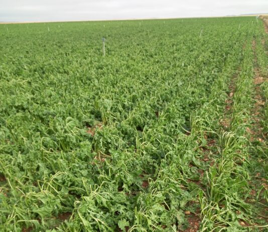 ASAJA Salamanca valora las recientes noticias agrícolas y ganadera