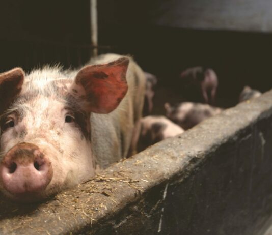 Interpretaciones al Real Decreto de Bienestar Animal: superficies en porcino