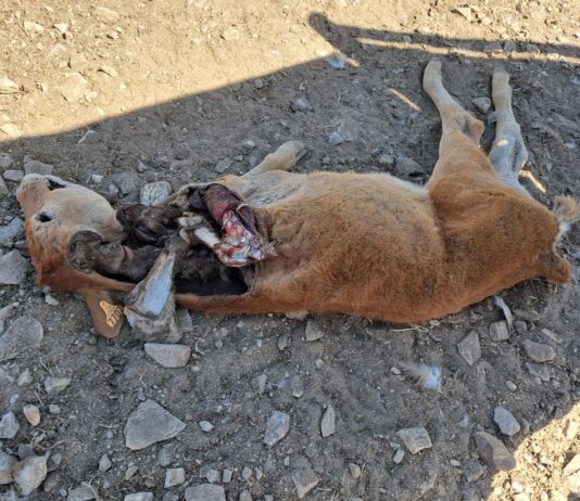 ASAJA denuncia la muerte de un ternero por el ataque de buitres en Chagarcía Medianero