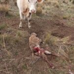 ASAJA critica que España “vaya por libre” en Europa en la protección del lobo y dé la espalda a los ganaderos