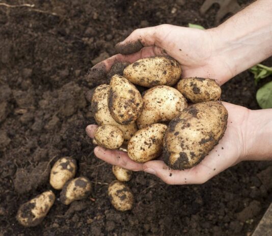 ASAJA Salamanca denuncia la disparidad en los precios de la patata y señala a los intermediarios como responsables