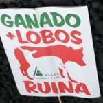 ASAJA exige que España vote a favor del cambio de estatus de protección del lobo en la UE: la ganadería española no puede esperar más