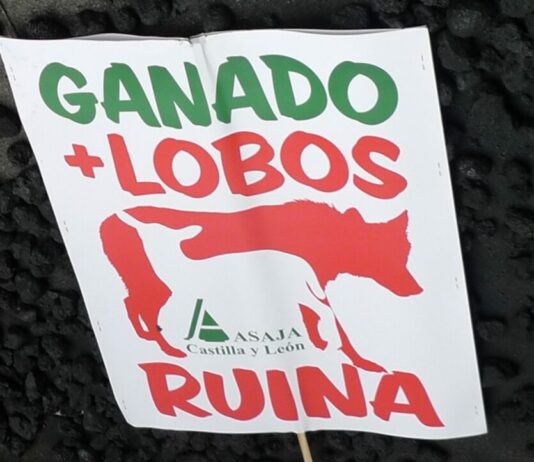 ASAJA exige que España vote a favor del cambio de estatus de protección del lobo en la UE: la ganadería española no puede esperar más