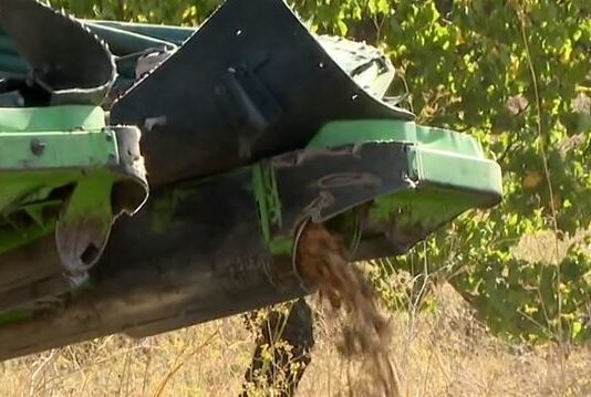 La recolección mecanizada de la almendraCampo salmantino, 7 de octubre de 2024