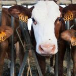 Medidas específicas frente a la lengua azul