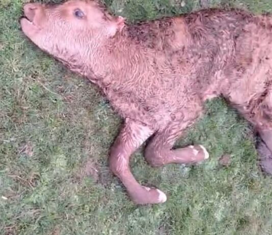 El meloncillo vuelve a atacar a un ternero arrancándole las orejas