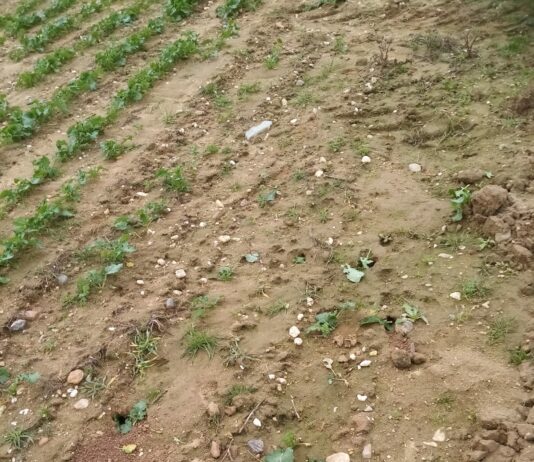 El topillo campesino amenaza de nuevo al campo en Salamanca