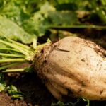 ASAJA critica que Azucarera se aproveche de los contratos agroambientales para bajar el precio de la remolacha