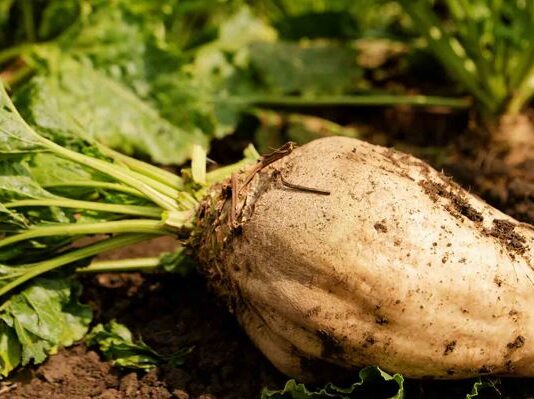 ASAJA critica que Azucarera se aproveche de los contratos agroambientales para bajar el precio de la remolacha