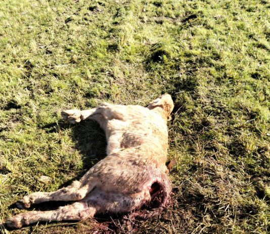 ASAJA Salamanca denuncia un nuevo ataque de buitres en La Zarza de Pumareda