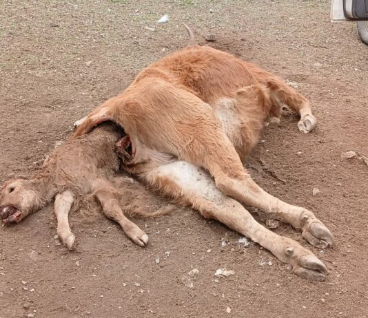 ASAJA Salamanca denuncia otros dos ataques de buitres en menos de una semana