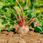 ASAJA pedirá a la Consejería de Agricultura que supervise todos los contratos de remolacha