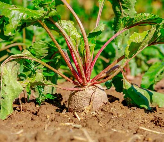 ASAJA pedirá a la Consejería de Agricultura que supervise todos los contratos de remolacha