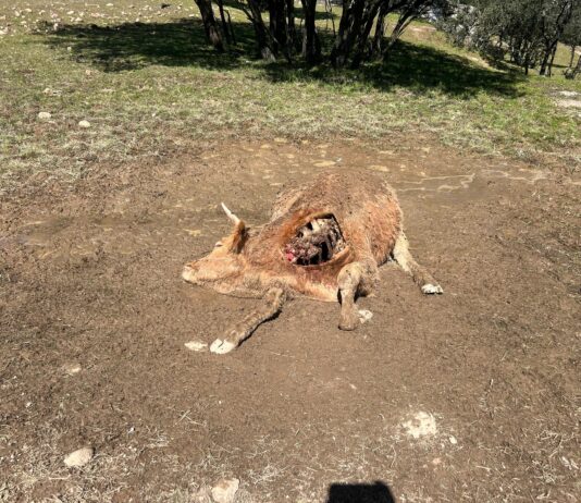 ASAJA Salamanca denuncia el cuarto ataque de buitres en menos de un mes: Una vaca y su ternero muertos en la localidad de Zamayón